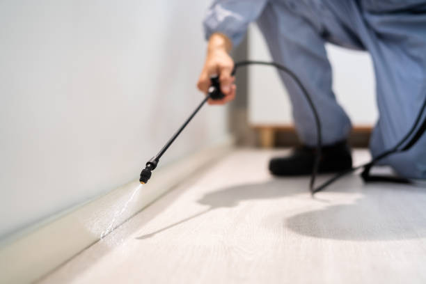 Licensed Wasp Removal service in Rockwell, NC - Show Me Pest Control